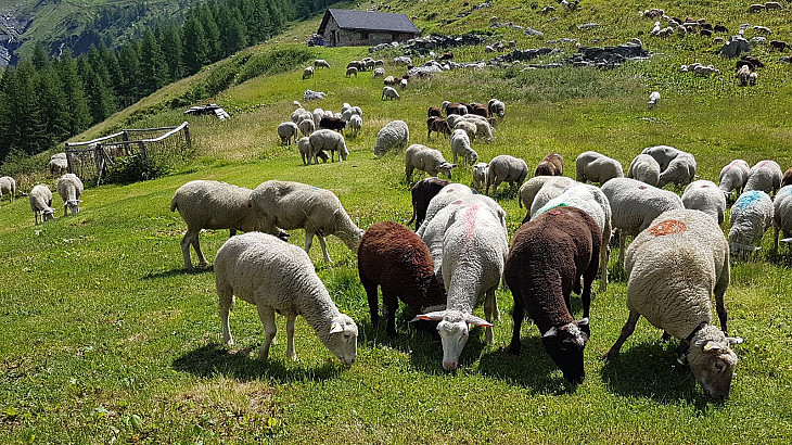 Schafe und Hirsche haben mich heute begleitet…